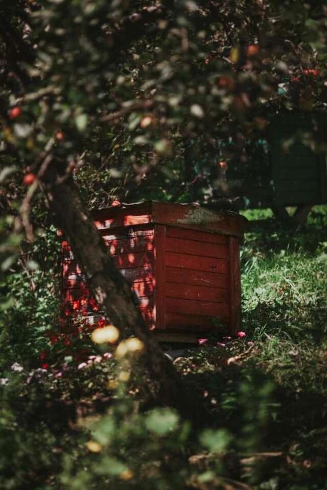 Дома для отпуска Pasieka - Dom Wypoczynkowy Bącza-28